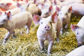 Varkens bij lokale kweker – Delavi varkensvlees België